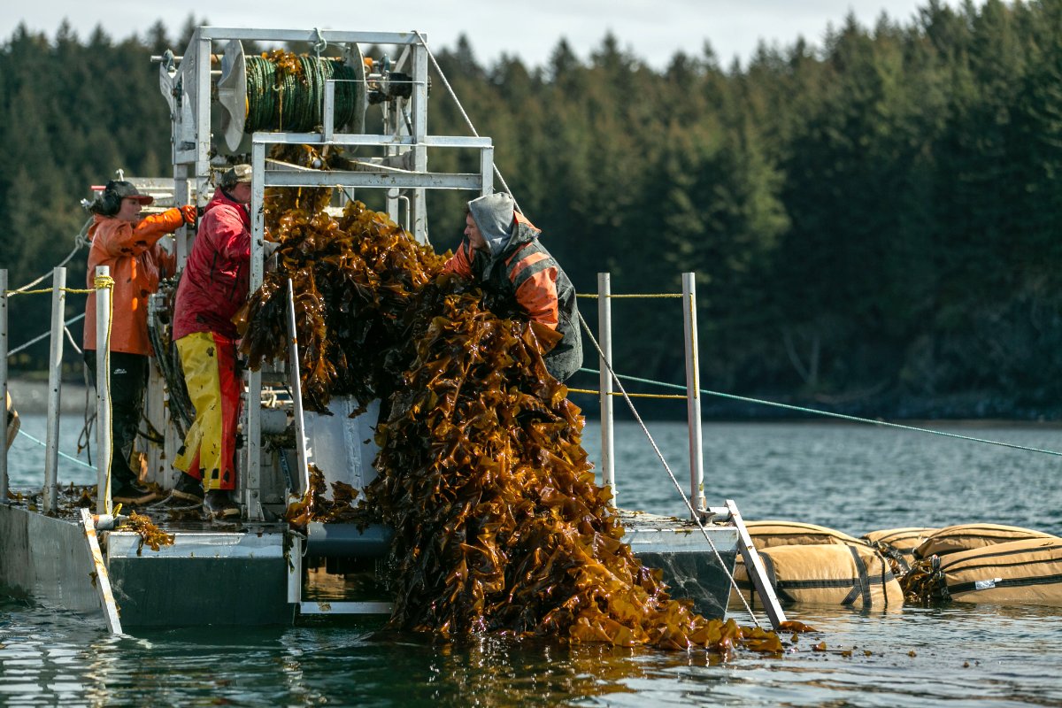 Harvesting Kelp in Alaska. (Photo credit: Rachelle Hacmac)