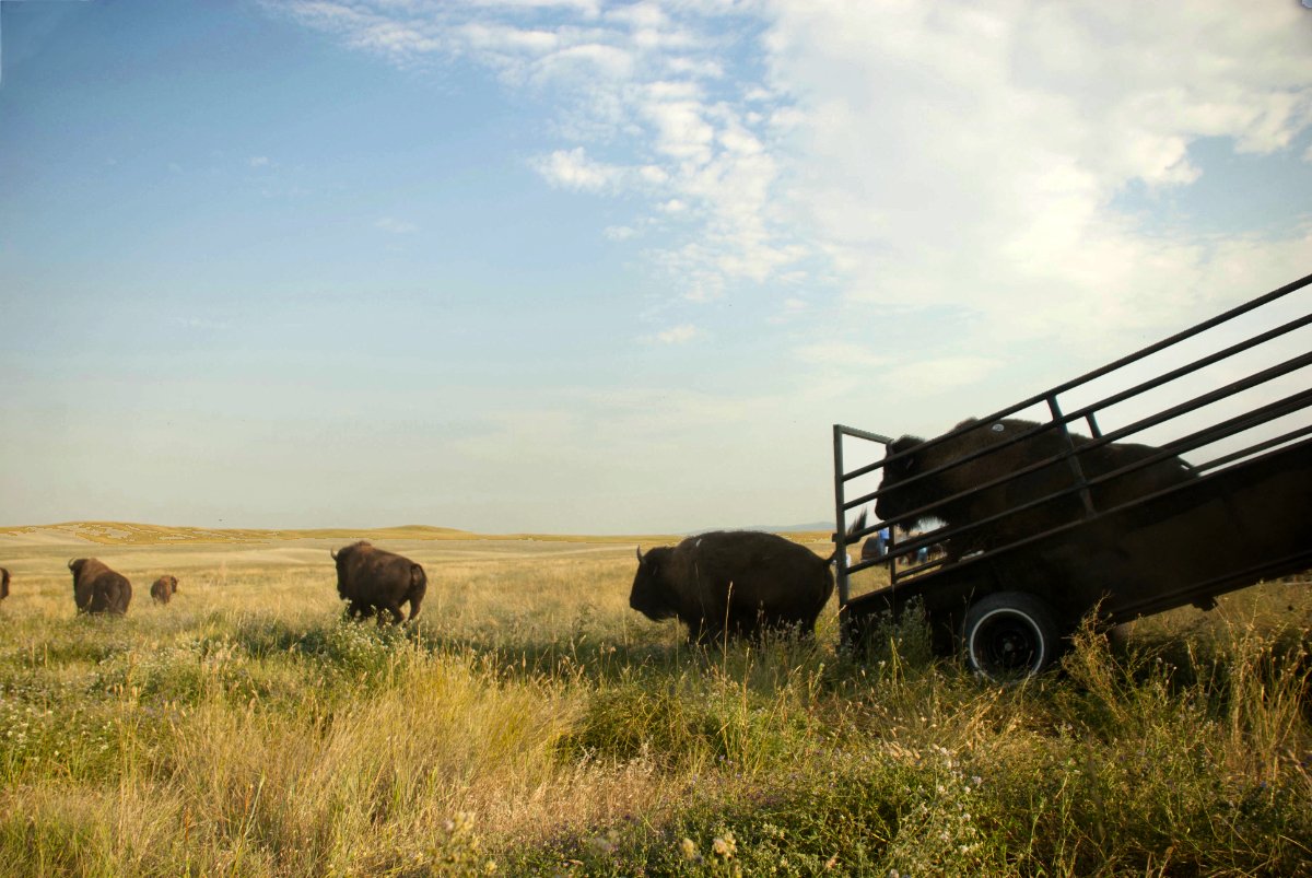 The Fort Belknap Indian Reservation in Harlem, Montana, has gathered an estimated 45 buffalo during two ITBC transfers in 1996 and 2014. (Photo courtesy of the InterTribal Buffalo Council)