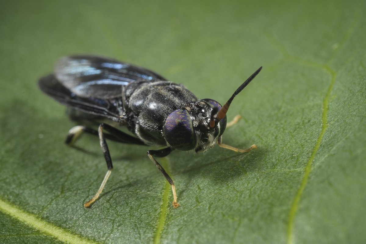 A black soldier fly. (Photo courtesy of Protix)