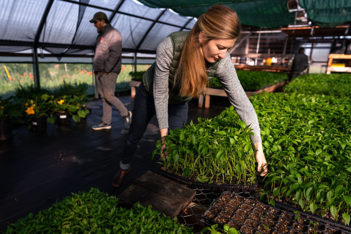 Krissy Scommegna moves pepper starts in the greenhouse. (Photo courtesy of Boonville Barn Collective)