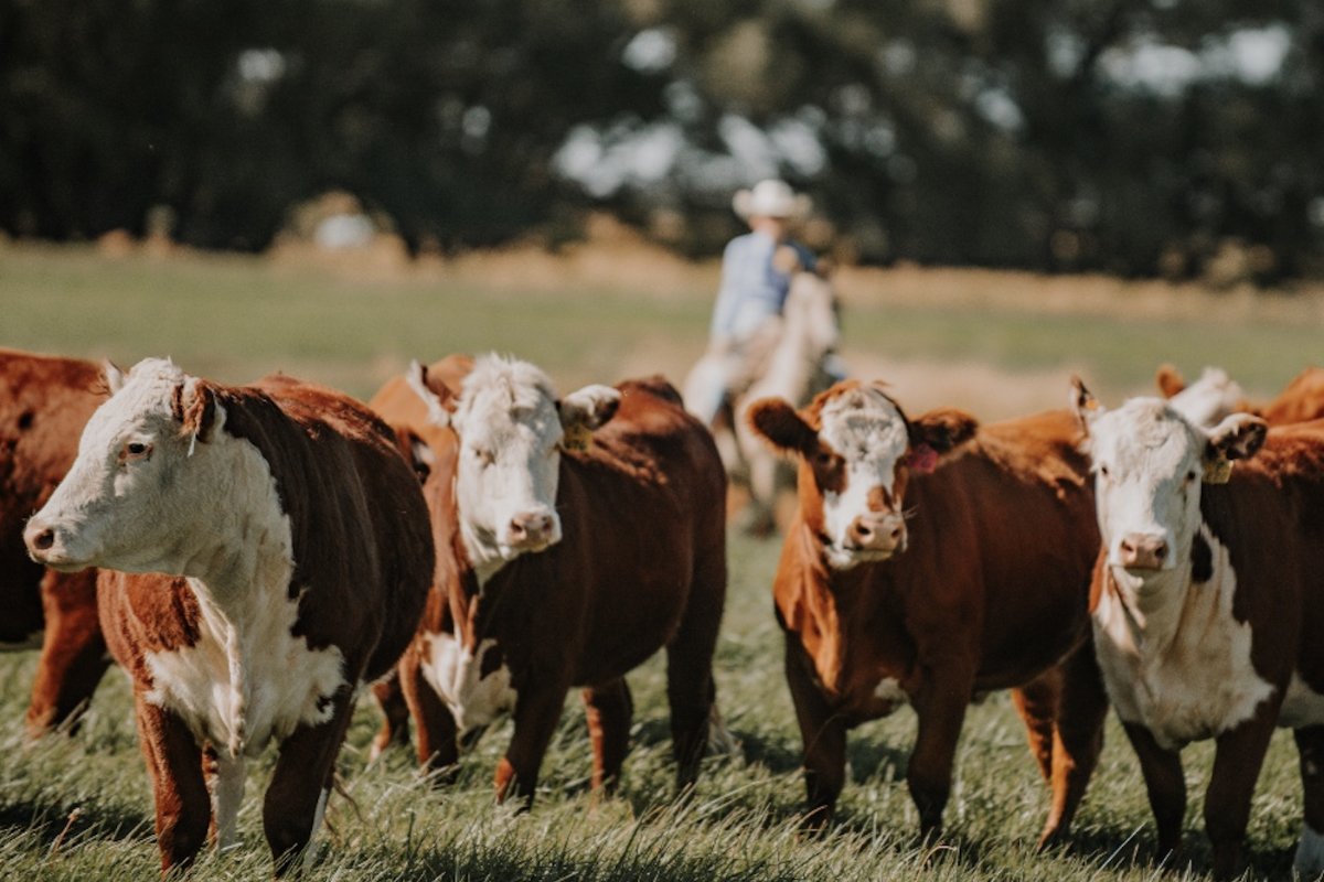 Pratt Family Beef in Idaho is a member of Country Natural Beef. (Image courtesy of Country Natural Beef)