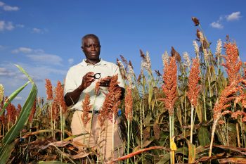 A USDA scientist examines sorghum plants. (USDA photo by Peggy Greb)