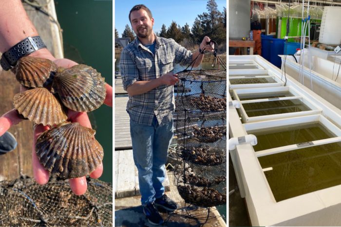 Cornell Cooperative Extension (CCE) will use adult scallops collected from Peconic Bay after surviving the mass die-off as broodstock in its 2023 spring spawn. CCE's Harrison Tobi (middle) holds lantern nets of juvenile scallops spawned in June 2022. The spawned scallops are housed in raceways at CCE's hatchery. (Photo credit: Hilary Macht)