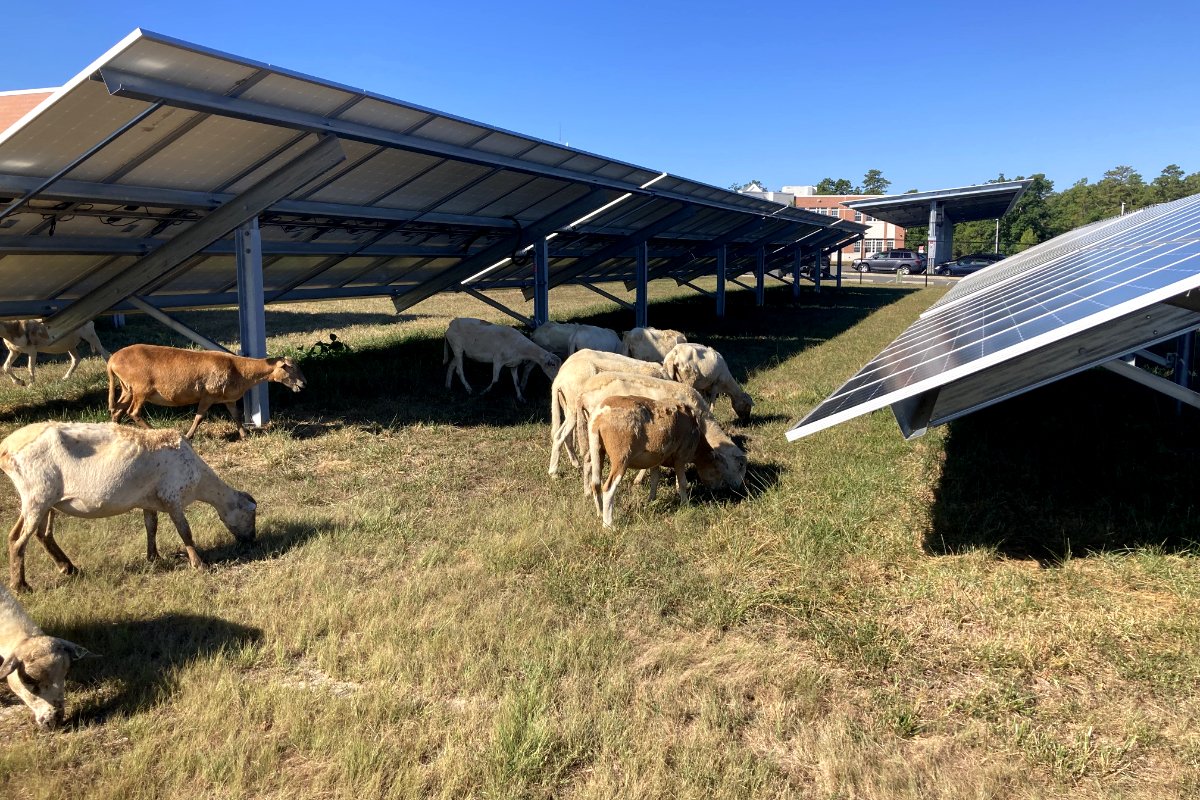 Sheep grazing under an agrivoltaic solar panel system. (Photo courtesy of Julie Bishop, Solar Sheep LLC)