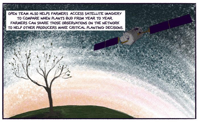 openteam also helps farmers access satellite imagery to compare when plants bud from year to year. Farmers can share those observations on the network to help other producers make critical planting decisions. (Illustration by Nhatt Nichols)