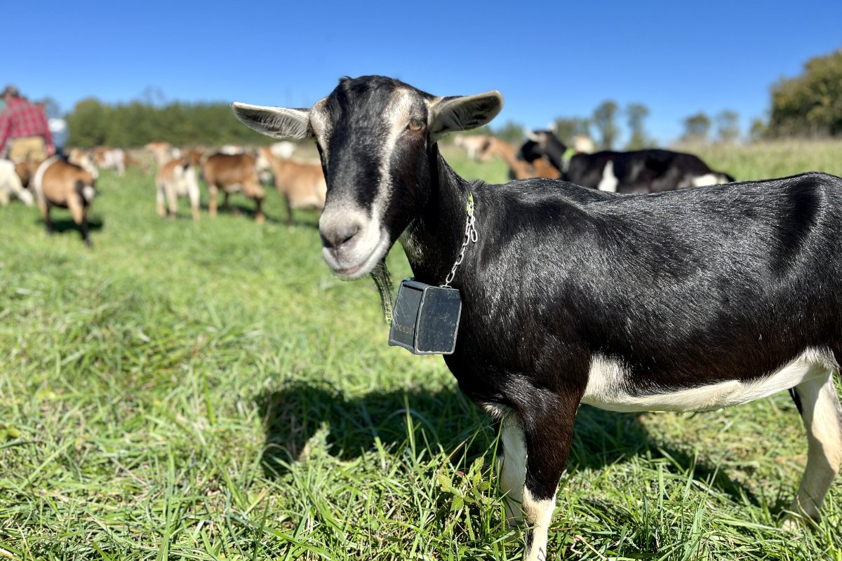 A goat grazing with one of them virtual fencing collars on its neck. (Photo credit: Lisa Held)