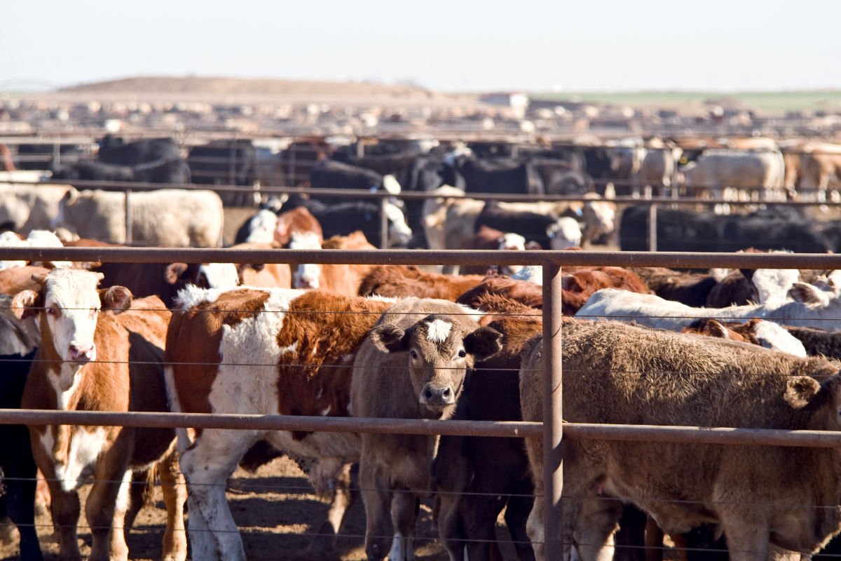 cattle in a feedlot that is generating a lot of greenhouse gas emissions