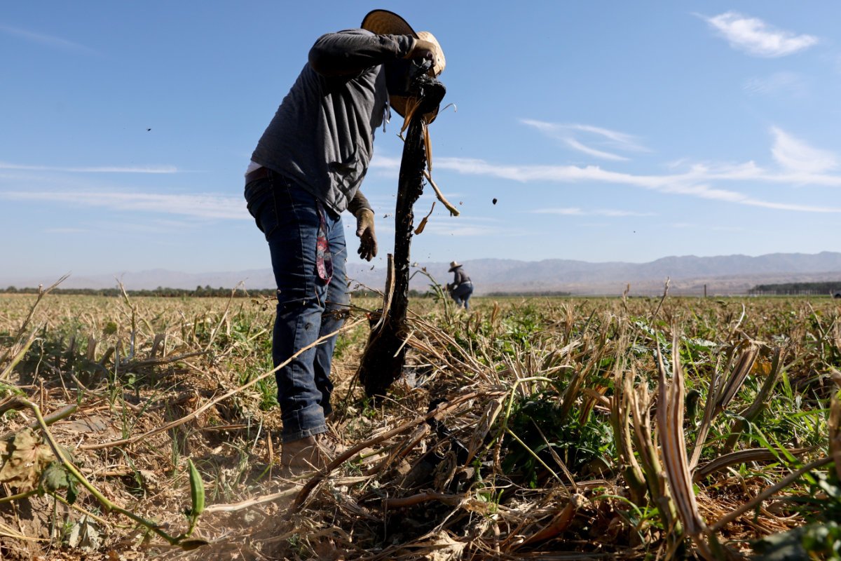 Farmworkers clear out irrigation for an okra field near Coachella, California. (Photo credit: Mario Tama, Getty Images)