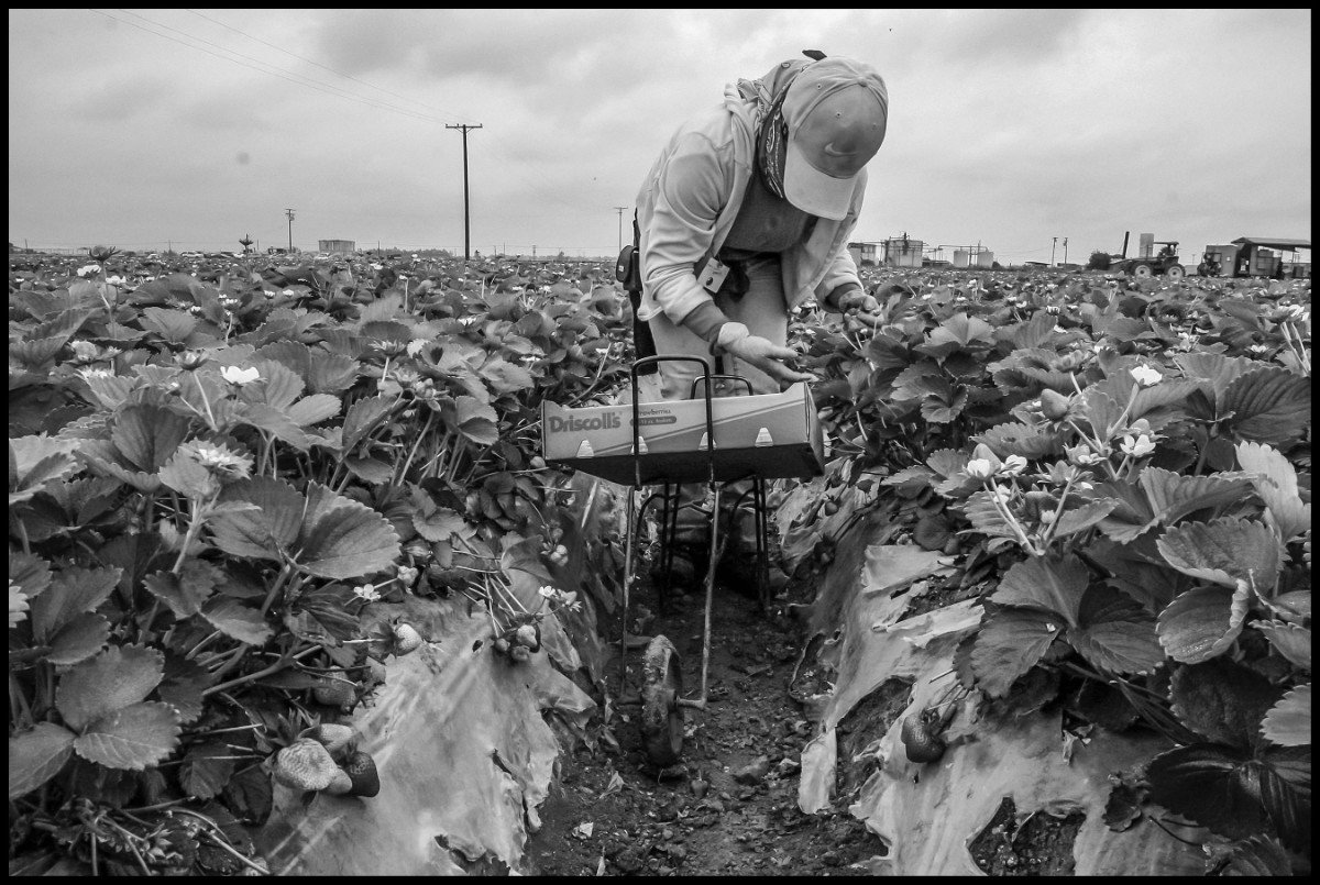 A Mixtec immigrant from Oaxaca picks strawberries in Oxnard, Calif. She and her sister support three other family members, all of whom sleep and live in a single room in a house. (Photo © David Bacon)