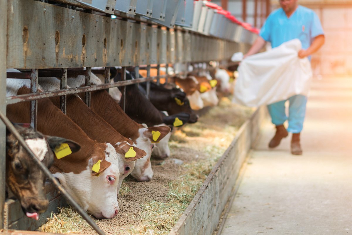 A farmworker feeds cows in a barn.