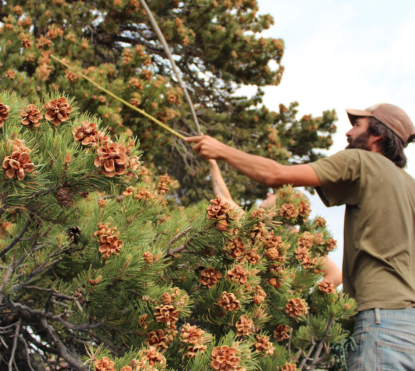 Pinenut harvest. Photo by Scott Smuin.