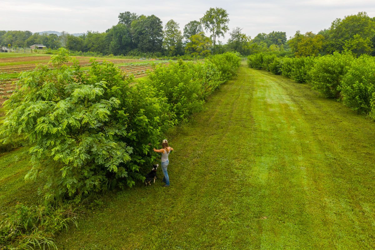 Caney Fork Farm agroforestry profitable