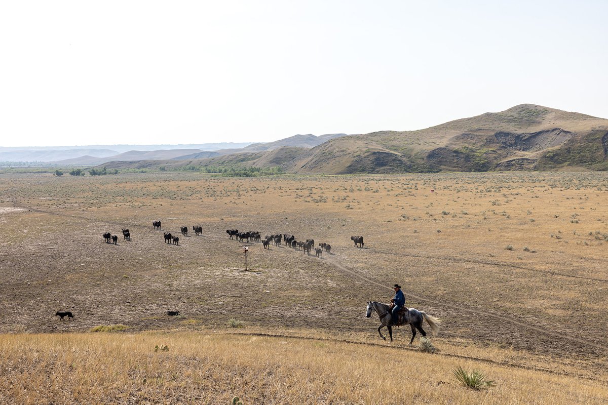 Jess Brewer gathers livestock at Brewer Ranch on the Cheyenne River Sioux Reservation. (Photo courtesy of Intertribal Agriculture Council, www.indianag.org)