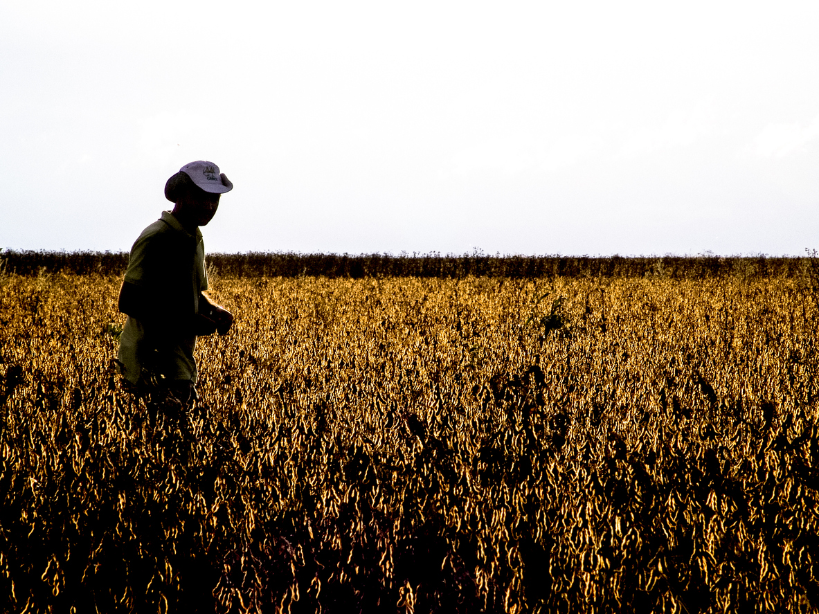 soybeans dicamba