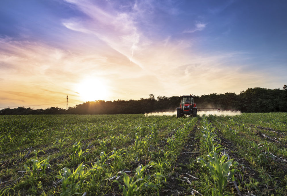 corn field