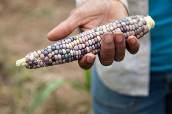 Corn harvested at Three Part Harmony Farm. (Photo © Lise Metzger.)