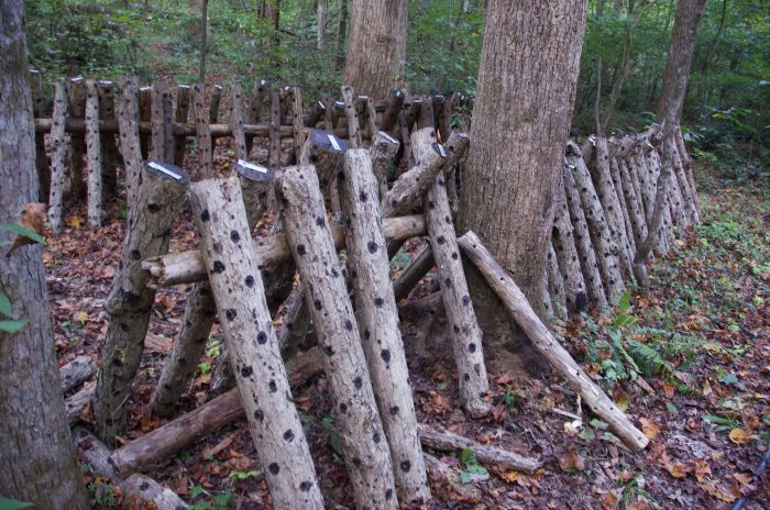 Pine Trough Branc Farm's mushroom logs