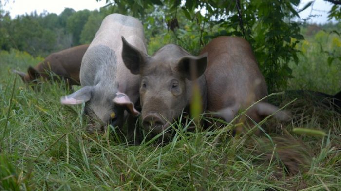 Pigs raised on New Forest Farm in Wisconsin silvopasture agroforestry