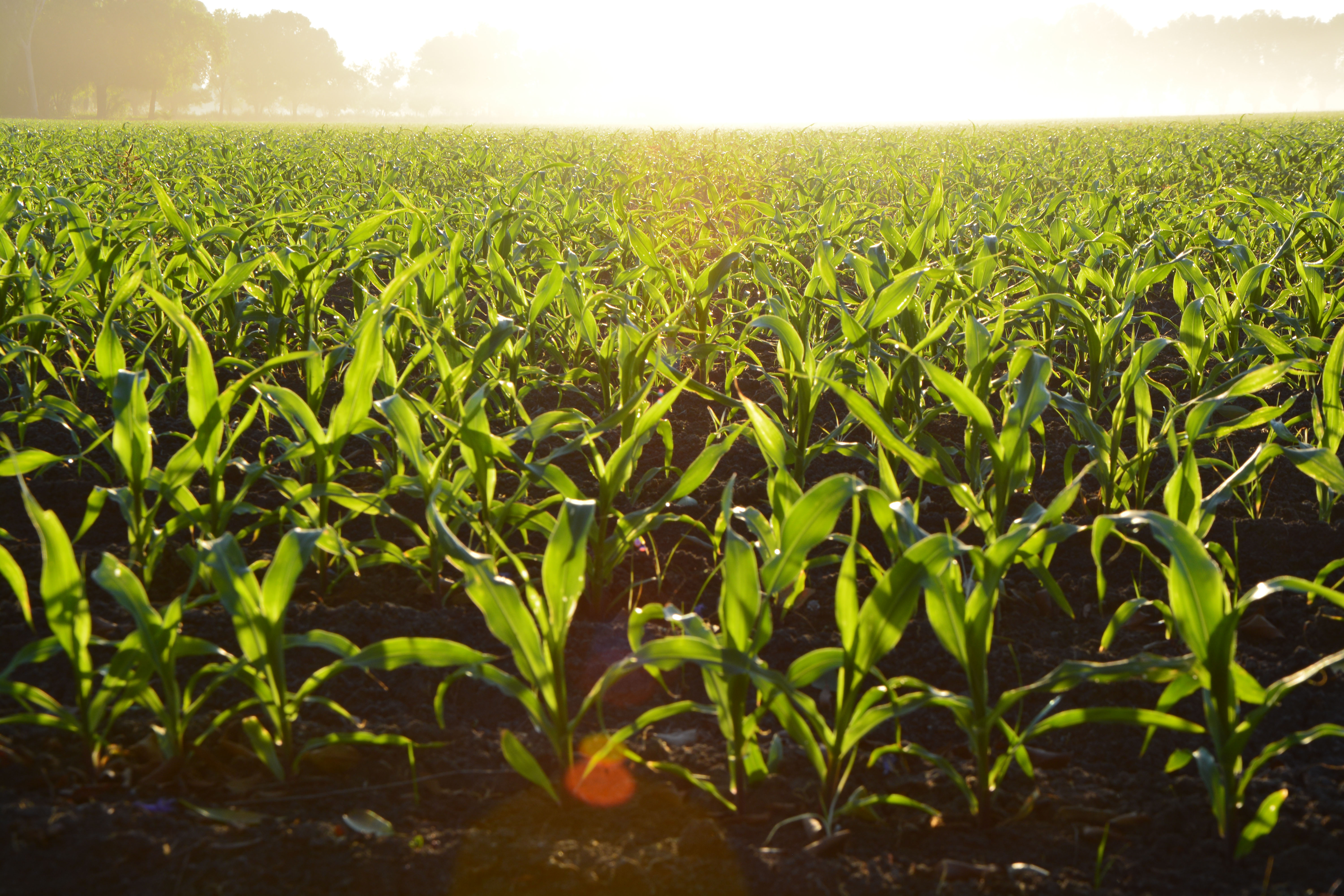 corn field GMOs