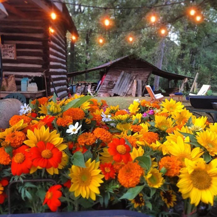 Harvested flowers at Pine Trough Branch Farm.