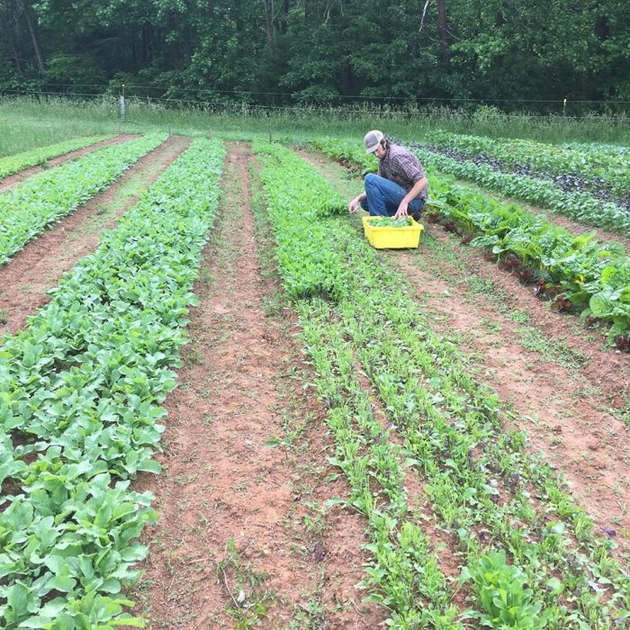 Worth Kimmel harvesting salad greens. (Photo courtesy of Hillary Kimmel / Pine Trough Branch Farm.)