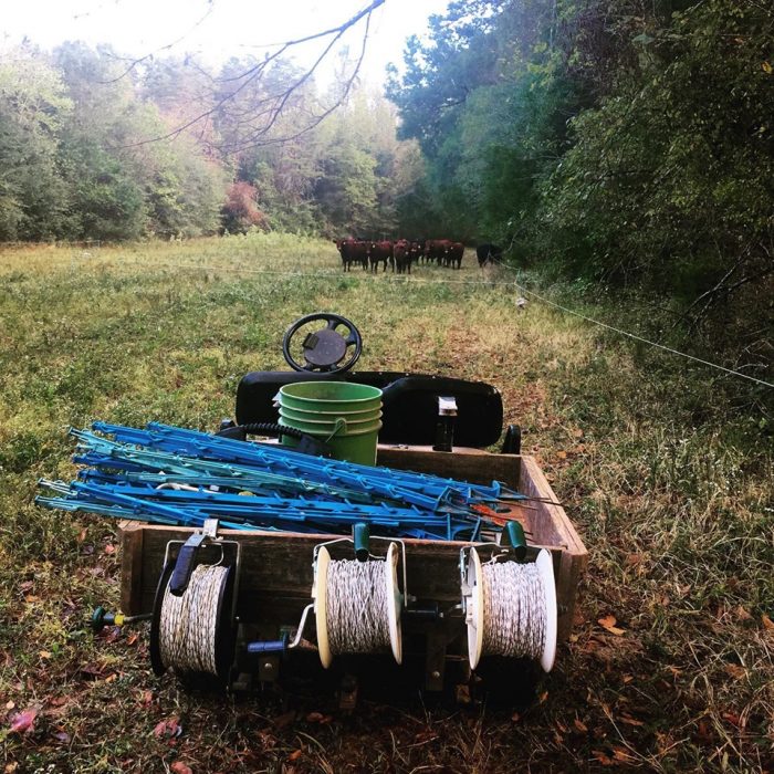 Moving paddocks on Pine Trough Branch farm. (Photo courtesy of Hillary Kimmel / Pine Trough Branch Farm.)