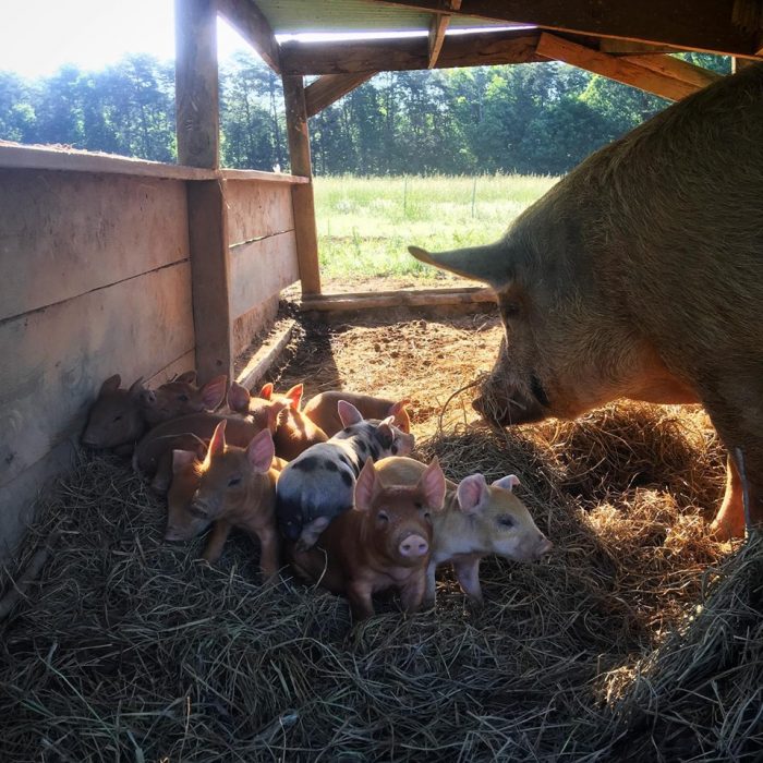 Pig and piglets. (Photo courtesy of Hillary Kimmel / Pine Trough Branch Farm.)