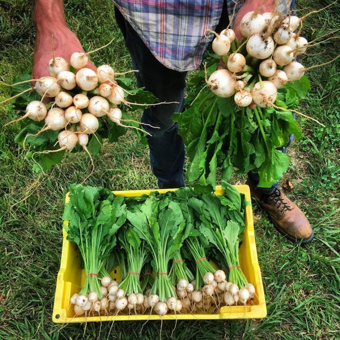 Freshly harvested salad turnips. (Photo courtesy of Hillary Kimmel / Pine Trough Branch Farm.)