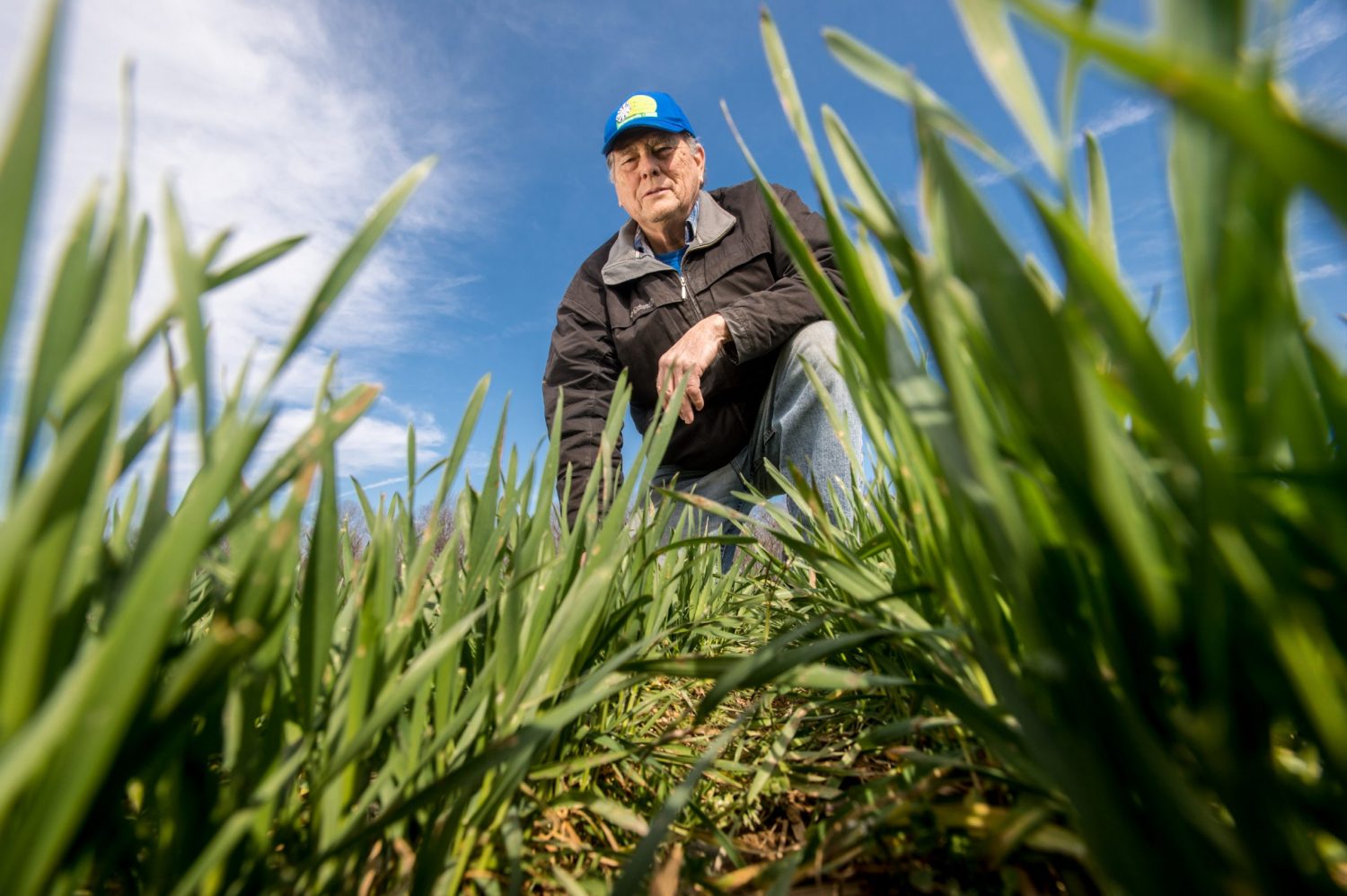 cover crop rye grass