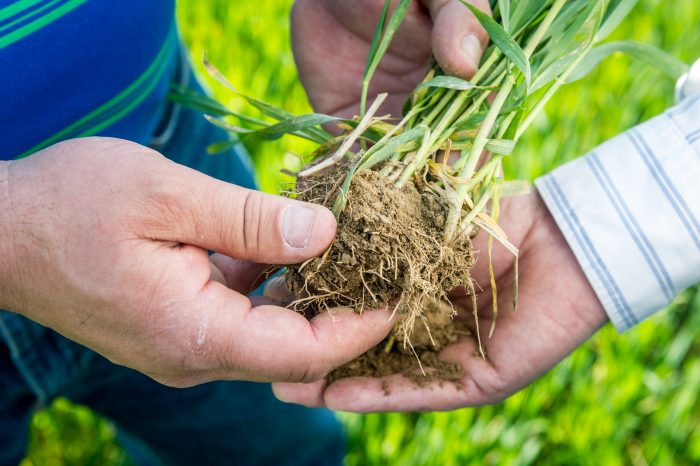 soil cover crops hands