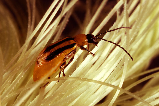 Western_corn_rootworm