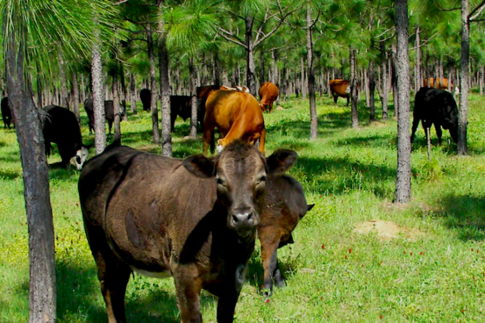 a silvopasture system agroforestry